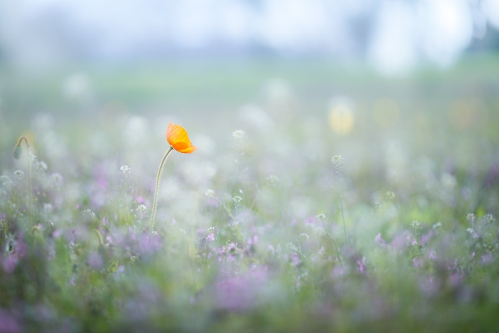 画像: ＜写真撮影の旅＞『北村佑介さん同行　ポピーが作り出す美しい世界 昭和記念公園』｜クラブツーリズム