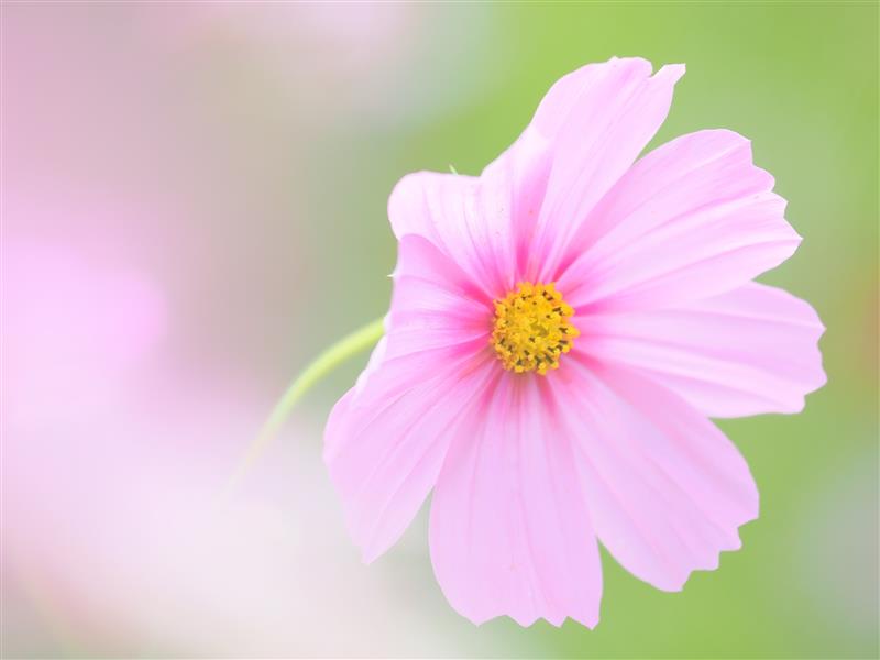 画像: ＜写真撮影の旅＞『吉住志穂講師同行　ピンクの秋桜が一面に広がる　昭和記念公園で撮影する秋の訪れ』【昭和記念公園集合】｜クラブツーリズム