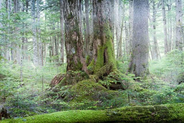 画像: 北八ヶ岳エリア の白駒池