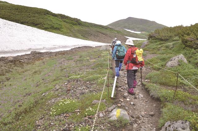 画像: たくさんの花が咲く大雪山の登山道
