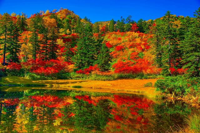 画像: 大雪山の紅葉は例年9月中旬から下旬に見ごろを迎えるため、「日本で一番早い紅葉」といわれています。 山肌を真っ赤に染める銀泉台の紅葉や、大雪高原沼をはじめとした水鏡の紅葉、真っ赤なカエデや朱色のナナカマドの色づきと緑の針葉樹の美しいコントラストが見られます。