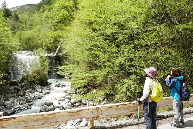 画像2: 次回おすすめのハイキングイベントは…こちら! チャンスは五年に1度! 初夏の駒ケ岳山麓「秘境しらび林道ウォーキング」日帰りツアーです。