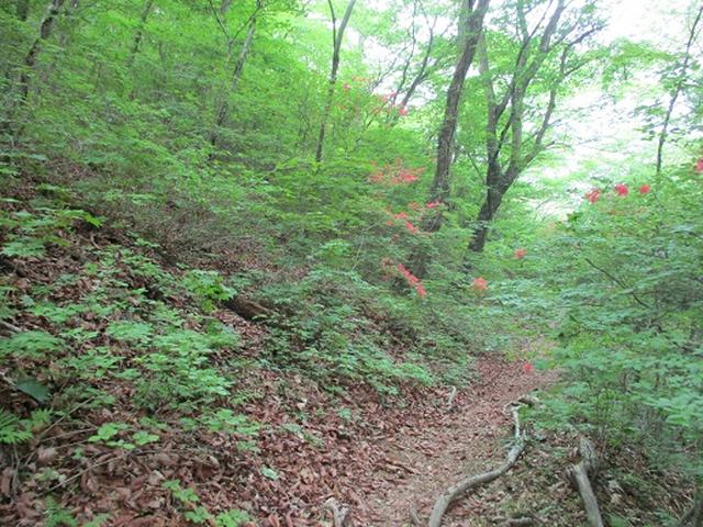 画像6: 【山旅会】榛名・二ツ岳