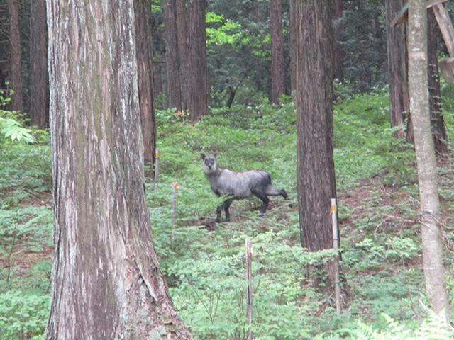 画像2: 【山旅会】榛名・二ツ岳
