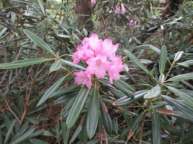 画像6: 【山旅会】帝釈山と田代山