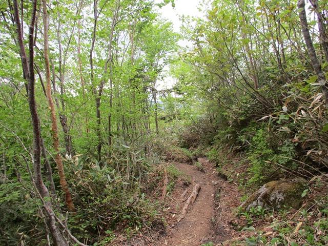 画像8: 【山旅会】帝釈山と田代山