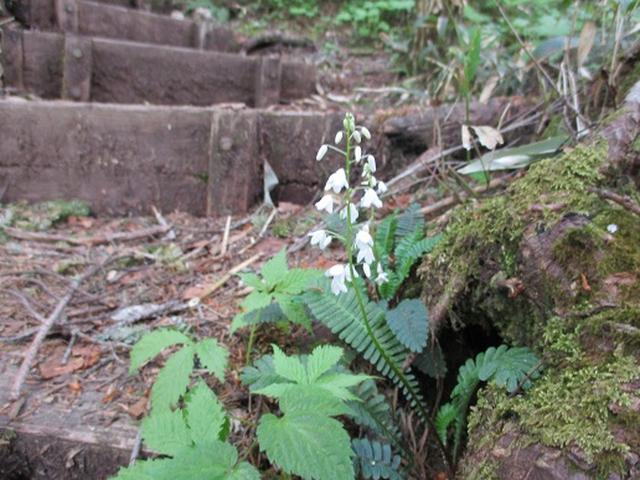 画像2: 【山旅会】帝釈山と田代山