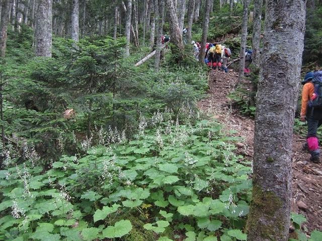 画像3: 【山旅会】蝶ヶ岳ツアーのご案内