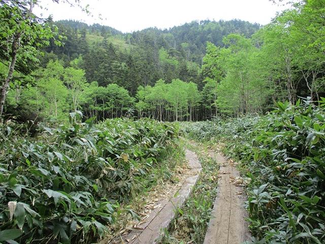 画像5: 【山旅会】志賀山の下見に行ってきました!