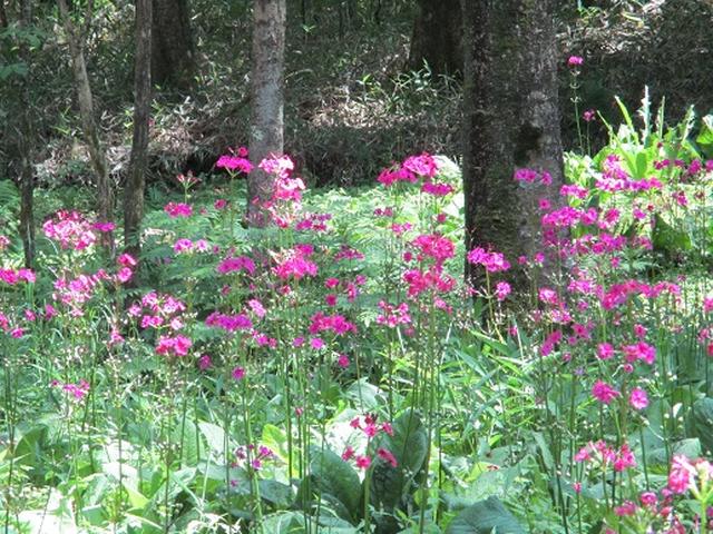 画像13: 【山旅会】天女山から美し森 添乗報告
