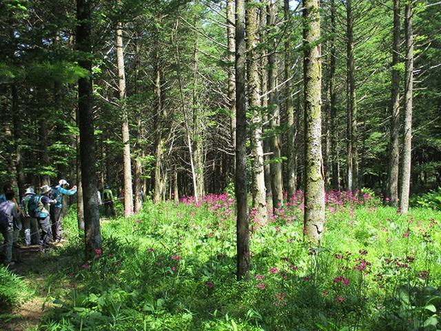 画像12: 【山旅会】天女山から美し森 添乗報告