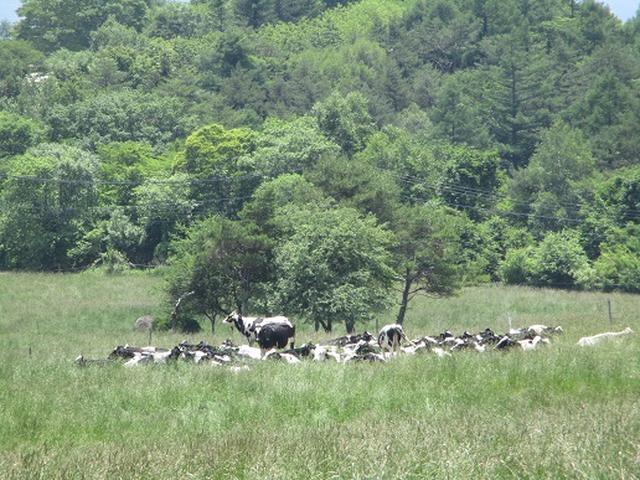画像5: 【山旅会】天女山から美し森 添乗報告