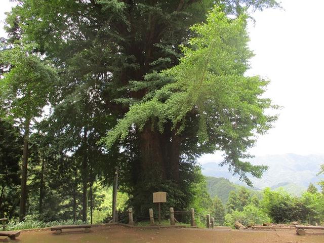 画像4: 【山旅会】関八州見晴台へ下見に行ってきました!
