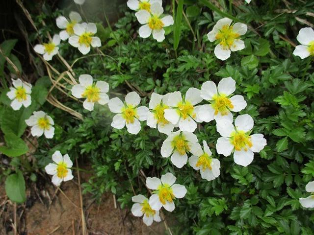 画像4: 【山旅会】八幡平ツアーにいってまいりました!(その2)