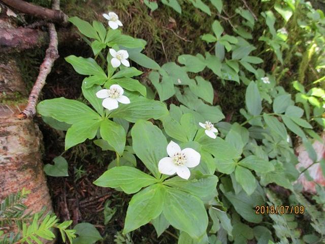 画像7: 【山旅会】蝶ヶ岳ツアーの下見にいってまいりました!