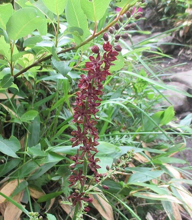 画像5: 【山旅会】根子岳にいってまいりました!(その1)
