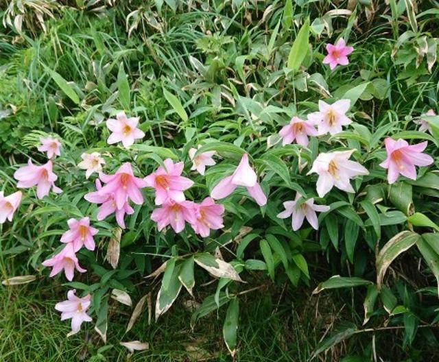 画像3: 【山旅会】山旅会ツアー8月までの催行状況
