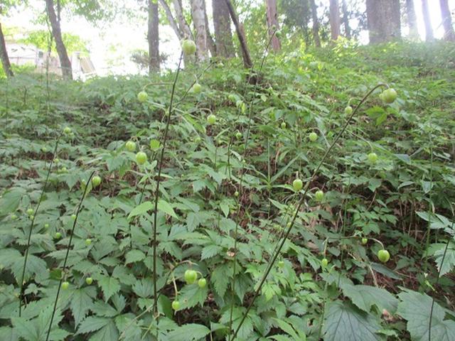 画像10: 【山旅会】大塚山の下見にいってまいりました!