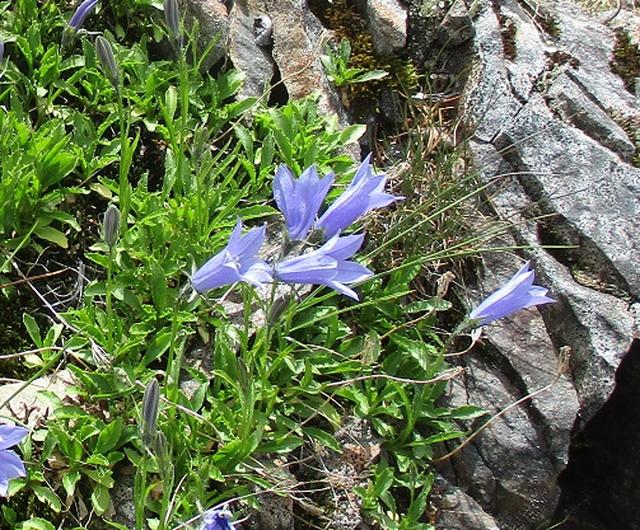 画像14: 【山旅会】蝶ヶ岳ツアーにいってまいりました!(その2)