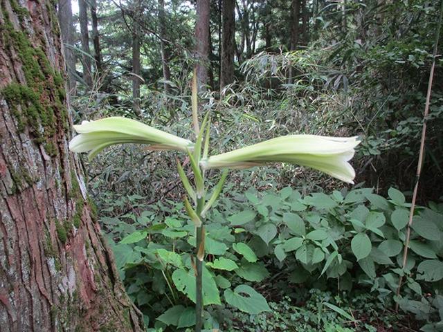 画像6: 【山旅会】日の出山から吉野梅郷
