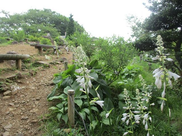 画像7: 【山旅会】日の出山から吉野梅郷
