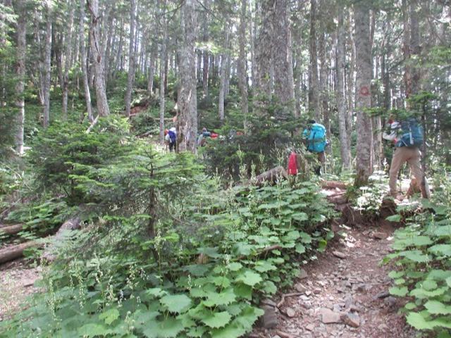 画像5: 【山旅会】蝶ヶ岳ツアーにいってまいりました!(その2)