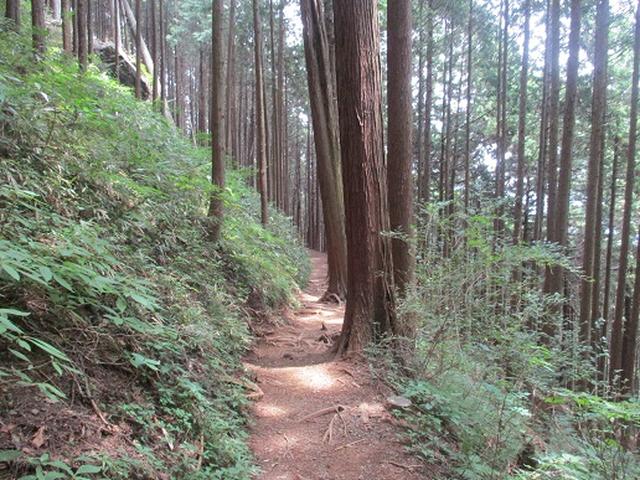 画像9: 【山旅会】日の出山から吉野梅郷