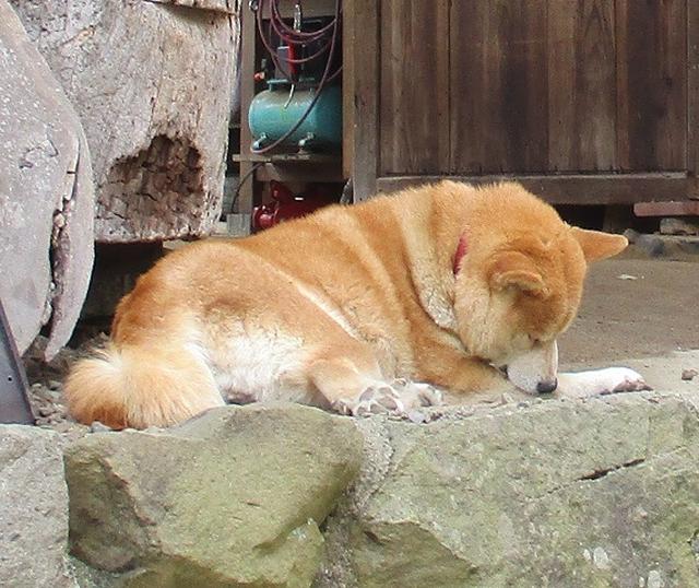 画像3: 【山旅会】日の出山から吉野梅郷