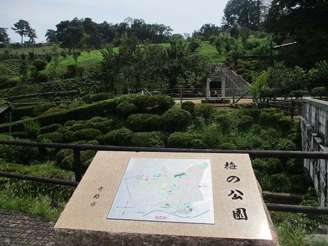 画像13: 【山旅会】日の出山から吉野梅郷