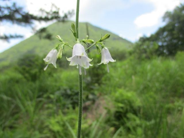 画像2: 【山旅会】山旅会ツアー9月までの催行状況