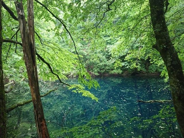 画像6: 【山旅会】白神山地にいってまいりました!