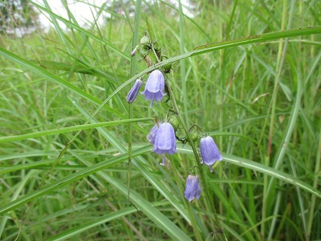 画像7: 【山旅会・登山ガイドこだわりツアー】初秋の花咲く八子ヶ峰ツアーのご案内
