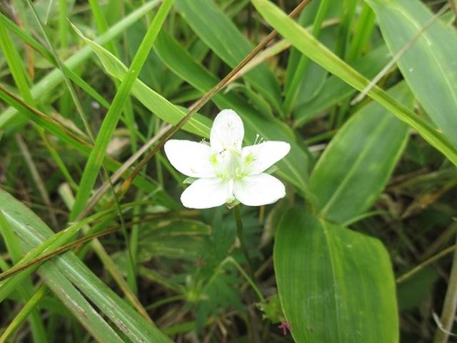 画像5: 【山旅会・登山ガイドこだわりツアー】初秋の花咲く八子ヶ峰ツアーのご案内