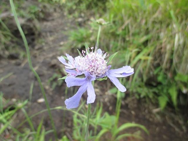 画像9: 【山旅会・登山ガイドこだわりツアー】初秋の花咲く八子ヶ峰ツアーのご案内