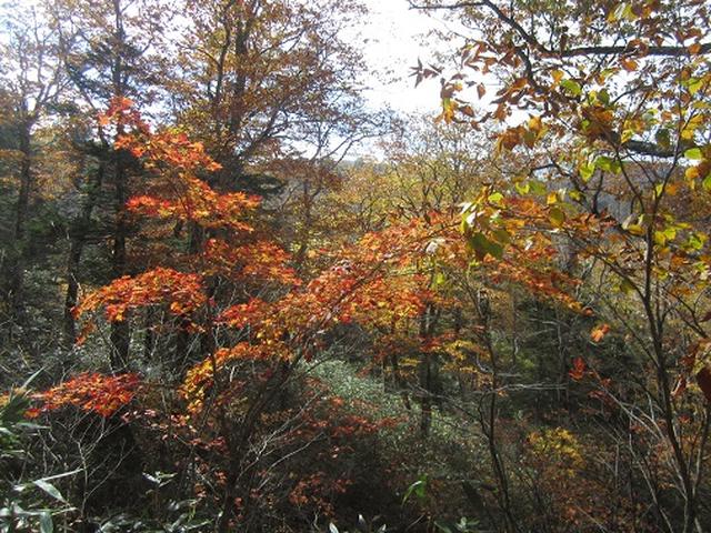 画像2: 【山旅会・登山ガイドこだわりツアー】岡田ガイドからの便り・尾瀬燧裏林道ツアーのご案内