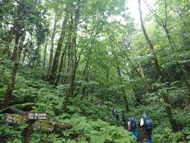 画像7: 【山旅会】白神山地にいってまいりました!