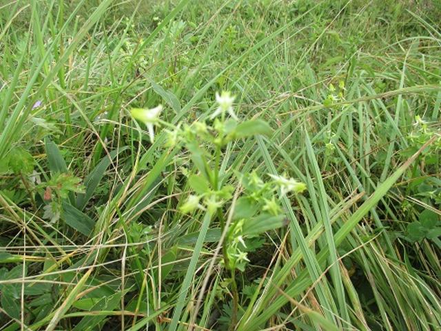 画像8: 【山旅会・登山ガイドこだわりツアー】初秋の花咲く八子ヶ峰ツアーのご案内