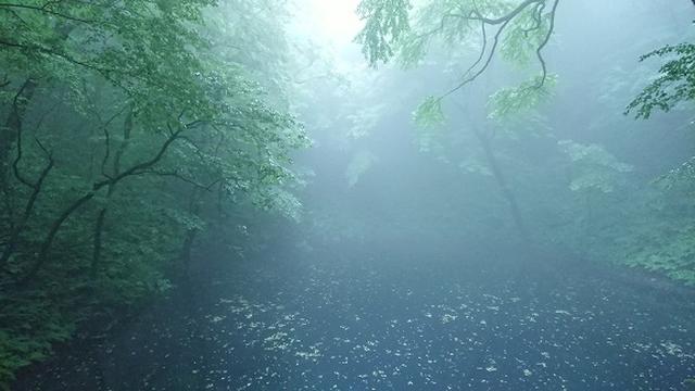 画像2: 【山旅会】白神山地にいってまいりました!
