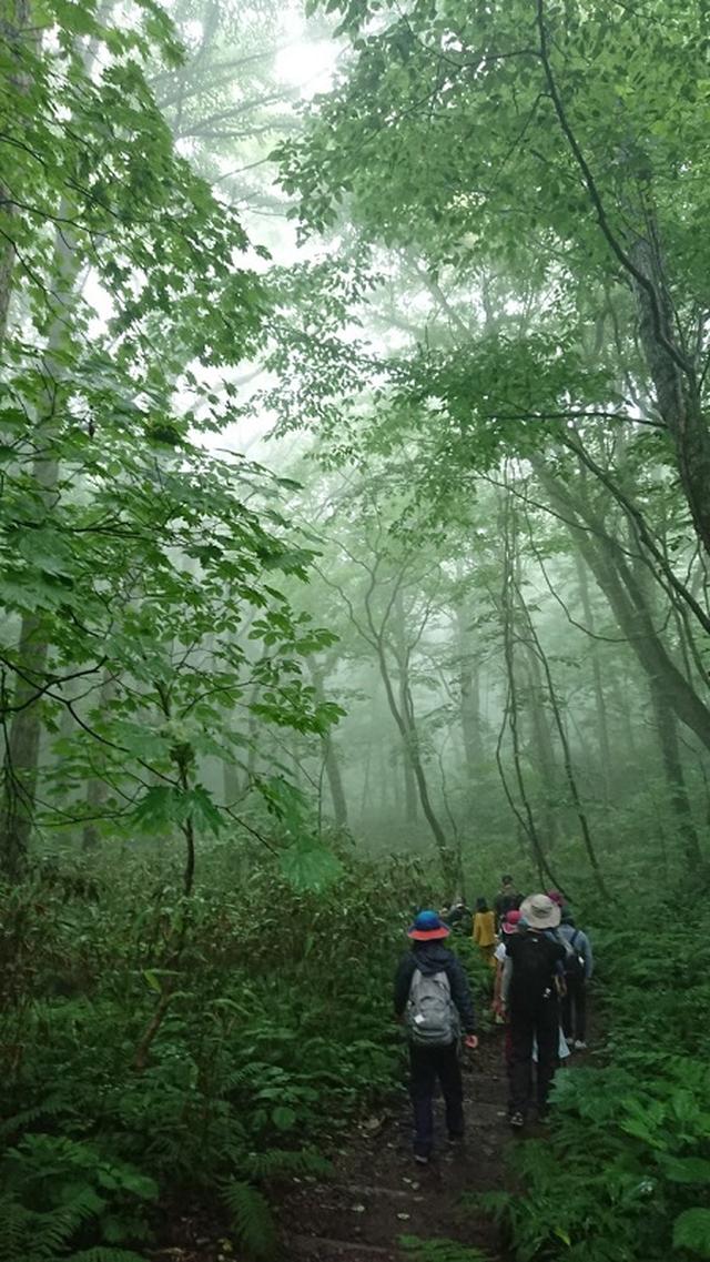 画像3: 【山旅会】白神山地にいってまいりました!
