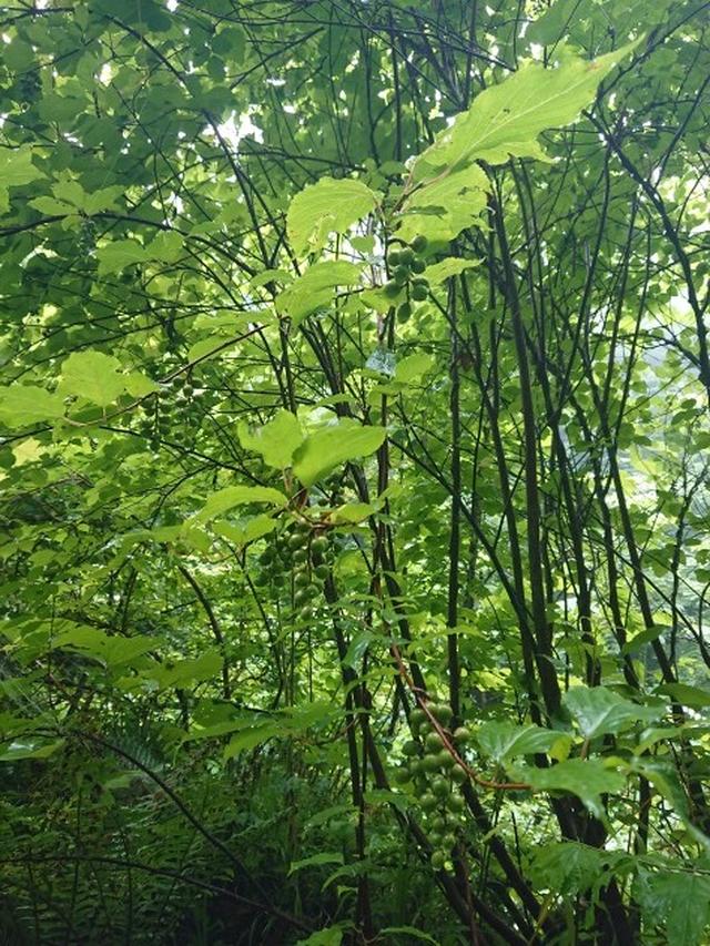 画像4: 【山旅会】白神山地にいってまいりました!