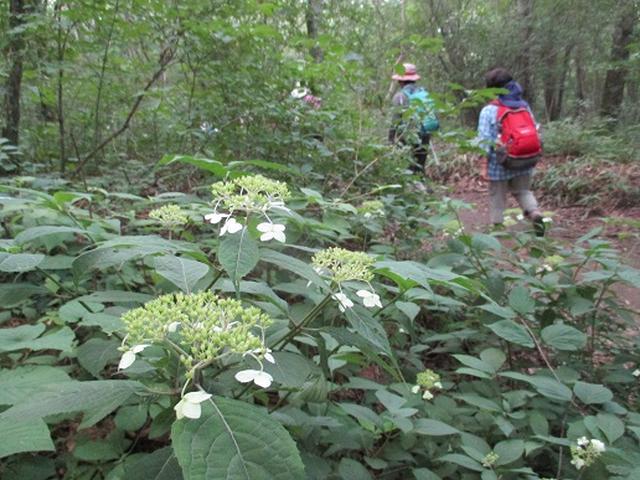 画像2: 【山旅会・登山ガイドこだわりツアー】添乗員からの便り・榛名ハイキングにいってまいりました!