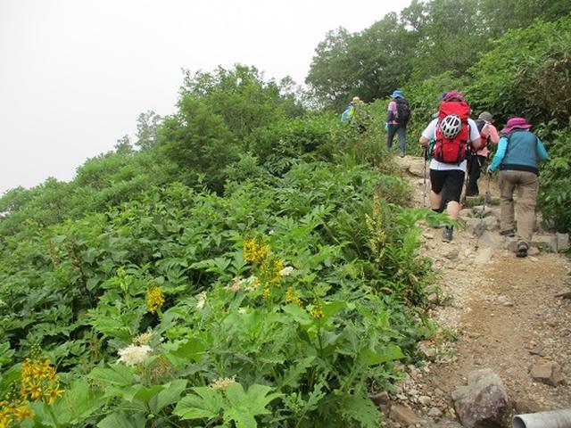 画像7: 【山旅会・登山ガイドこだわりツアー】岡田ガイドからの便り・白山ツアーにいってまいりました!(その1)