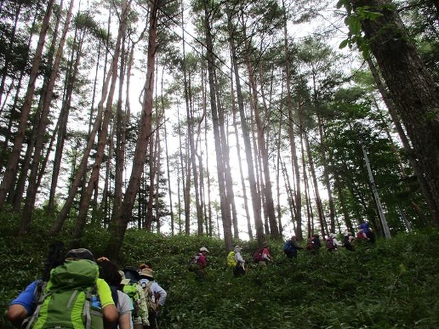画像3: 【山旅会・登山ガイドこだわりツアー】添乗員からの便り・入笠山ツアーにいってまいりました!(その1)