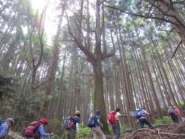 画像7: 【山旅会・登山ガイドこだわりツアー】添乗員からの便り・大塚山にいってまいりました!(その1)