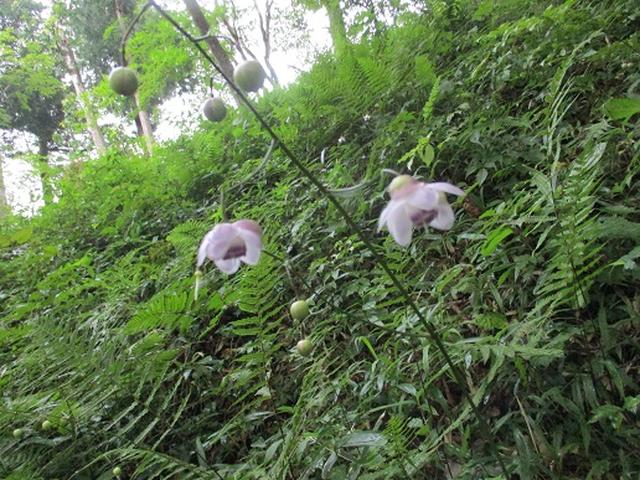 画像10: 【山旅会・登山ガイドこだわりツアー】添乗員からの便り・大塚山にいってまいりました!(その2)