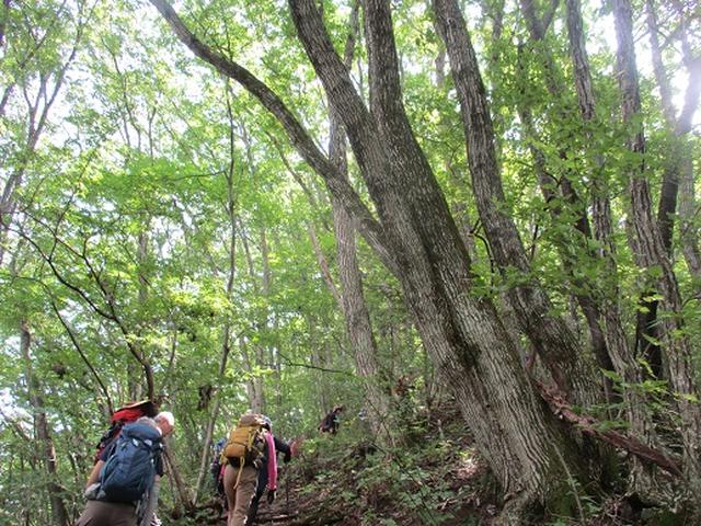 画像8: 【山旅会・登山ガイドこだわりツアー】添乗員からの便り・大塚山にいってまいりました!(その1)