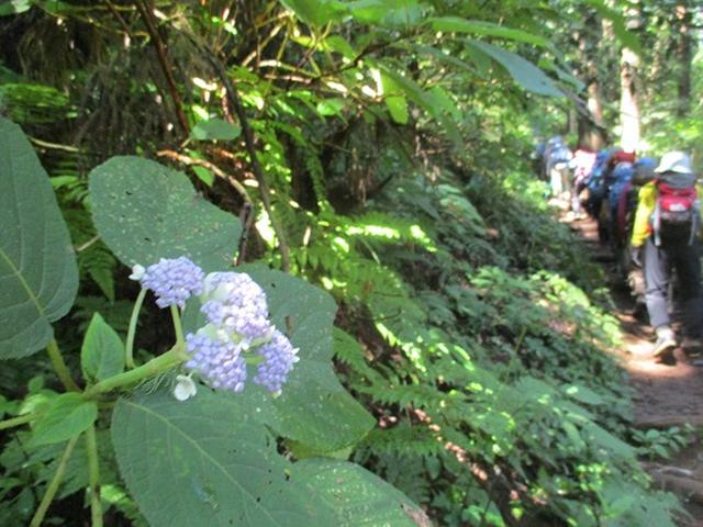 画像4: 【山旅会・登山ガイドこだわりツアー】添乗員からの便り・大塚山にいってまいりました!(その1)