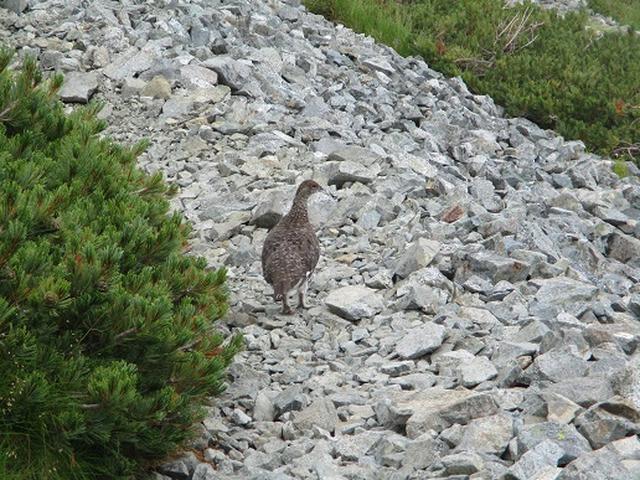 画像7: 【山旅会・登山ガイドこだわりツアー】岡田ガイドからの便り・立山の別山にいってまいりました!(その2)