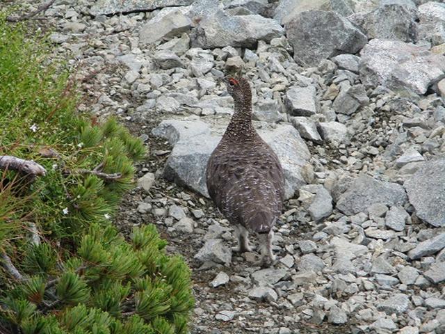 画像6: 【山旅会・登山ガイドこだわりツアー】岡田ガイドからの便り・立山の別山にいってまいりました!(その2)