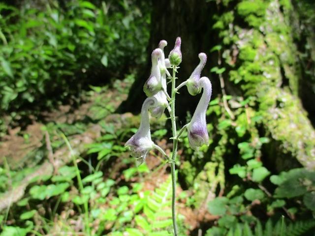 画像8: 【山旅会・登山ガイドこだわりツアー】添乗員からの便り・三つ峠にいってまいりました!(その1)